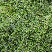 Photo High Resolution Seamless Grass Texture 0001